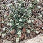 Lobularia maritimaFlower