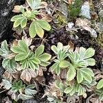 Potentilla grammopetala Hoja