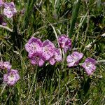 Kalmia polifolia Habit