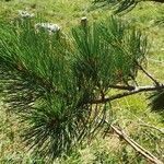 Pinus cembraLehti