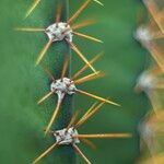 Cereus jamacaru Ostatní