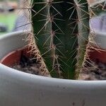 Pachycereus pecten-aboriginumFruit