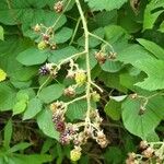 Rubus macrostachys Fruit
