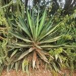 Agave sisalana葉