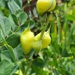 Baptisia alba Frukto