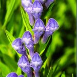 Scutellaria baicalensis Flor
