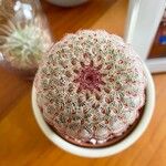 Echinocereus rigidissimus 叶