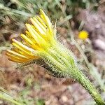 Crepis foetida Квітка