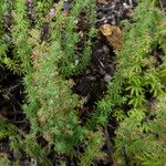 Galium maritimum Habit