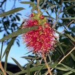 Callistemon macropunctatus ᱵᱟᱦᱟ