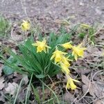 Narcissus minor Flower