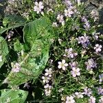 Gypsophila muralis Floare