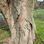 Zelkova serrata Φλοιός