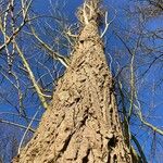 Populus nigra چھال