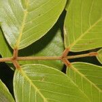 Lonchocarpus costaricensis