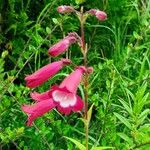 Penstemon hartwegii Çiçek