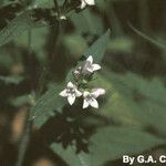 Houstonia purpurea Fleur