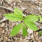 Maianthemum racemosum পাতা