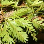 Calliandra bijuga Ліст