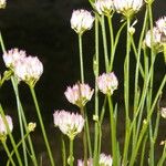 Polygala longicaulis Flower