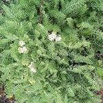 Achillea crithmifolia Агульны выгляд