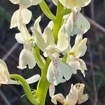 Orchis provincialis ফুল