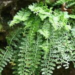 Asplenium fontanum Feuille