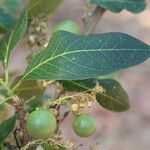 Boscia mossambicensis Hoja