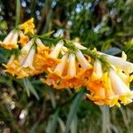 Freylinia lanceolata Flower