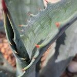 Agave parrasana List