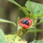 Drymonia alloplectoides Плод