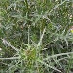 Cirsium ferox Leaf