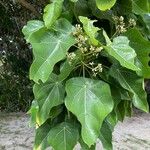 Hernandia nymphaeifolia Hoja