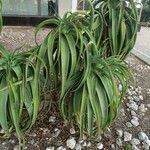 Aloe thraskii Hostoa