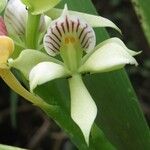 Prosthechea chacaoensis Kvet