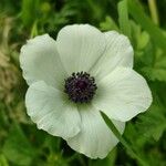 Anemone coronaria Flower