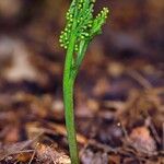 Botrychium matricariifolium ফুল