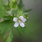 Geranium carolinianum Blüte