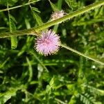 Mimosa quadrivalvis Flower