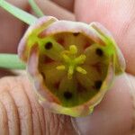 Fritillaria pontica