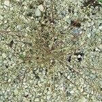 Vulpia unilateralis その他の提案