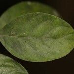 Siparuna decipiens Yaprak
