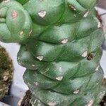 Euphorbia ritchiei Хабит