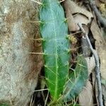 Ptilostemon casabonae Leaf