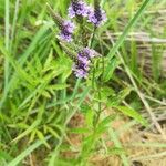 Verbena lasiostachys പുഷ്പം