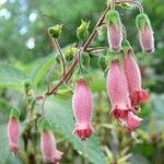 Sinningia sellovii Flor
