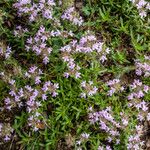 Thymus zygioides 花