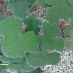 Pelargonium tomentosum Hoja