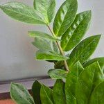 Zamioculcas zamiifolia Blatt