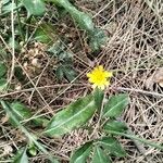 Hieracium gouanii Blüte